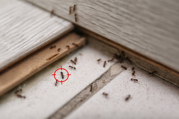 Best Mosquito Control Services  in Ladd, IL