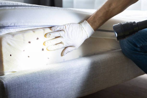 Best Local Pest Control Services  in Ladd, IL