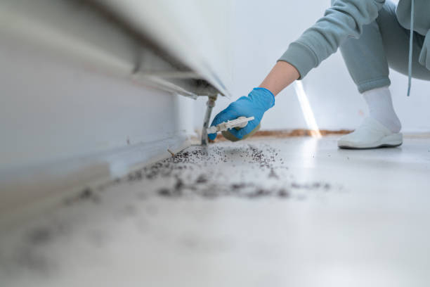 Best Wasp Removal Services  in Ladd, IL