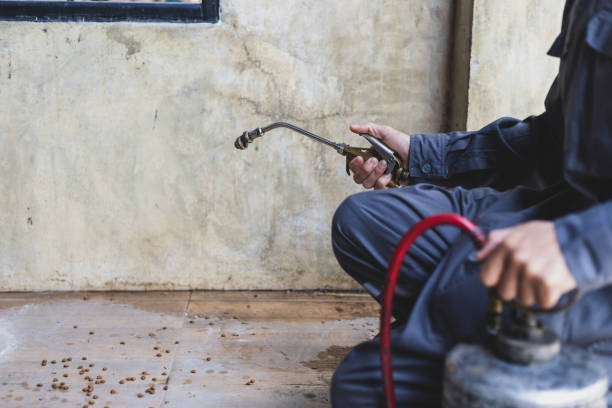 Best Ant Control Services  in Ladd, IL